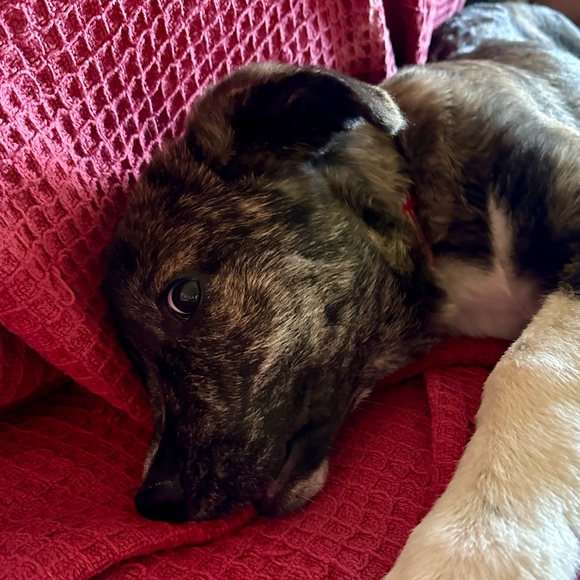 Meet your Posher, Janice - Picture 6 of 17